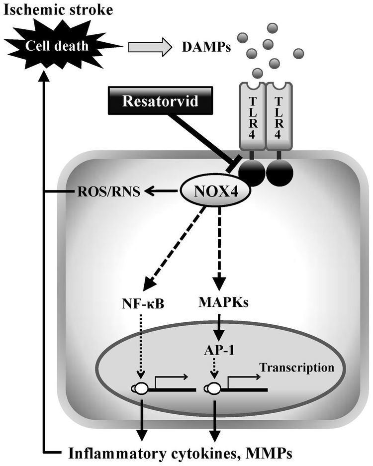 NOX4 Pharmacological inhibition of TLR4NOX4 signal protects against