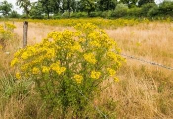 Noxious weed Noxious Weed Control Surety Pest Control