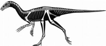 Nqwebasaurus taphovenatrix Taphovenatrix Dinosaur Taphonomy PhD