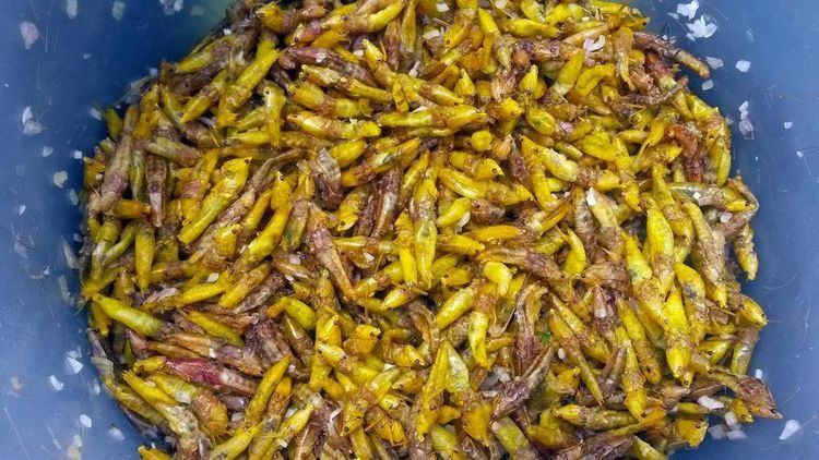 Nsenene Mummy Tales in Kampala How to Eat Nsenene Grasshoppers a Ugandan
