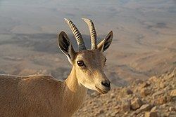 Nubian ibex Nubian ibex Wikipedia