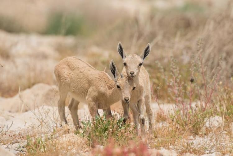 Nubian ibex Nubian ibex in Israel Discover Wildlife