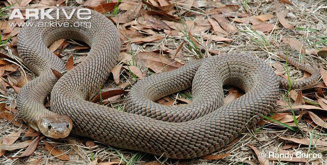 Nubian spitting cobra Nubian spitting cobra videos photos and facts Naja nubiae ARKive