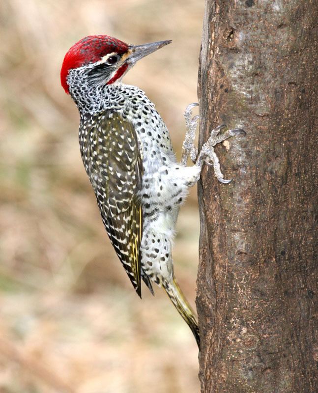 Nubian woodpecker 1000 images about Wildlife on Pinterest Cabin and Rivers