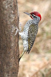 Nubian woodpecker httpsuploadwikimediaorgwikipediacommonsthu