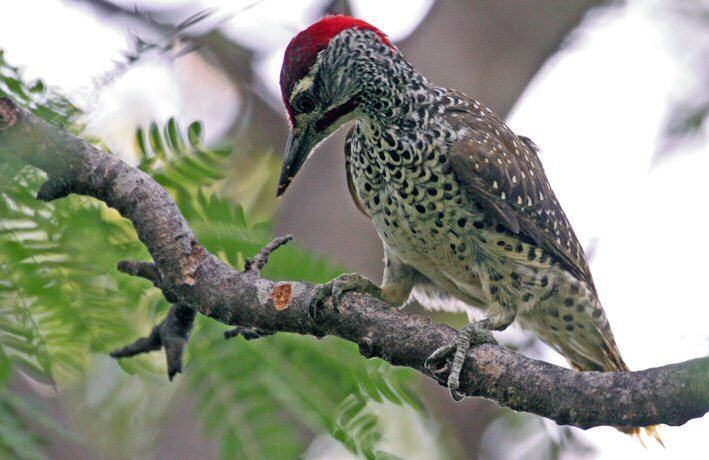 Nubian woodpecker Mangoverde World Bird Guide Photo Page Nubian Woodpecker Campethera