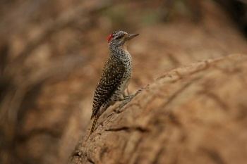 Nubian woodpecker Nubian Woodpecker BirdForum Opus