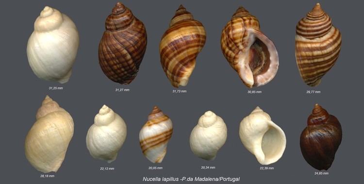 Nucella Shells Collection