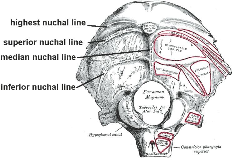 Nuchal lines