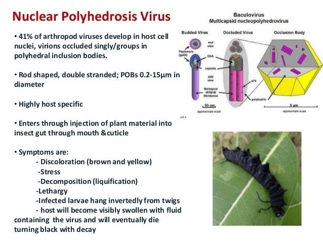 Nuclear Polyhedrosis Virus Viral Biopesticides