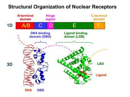 Nuclear receptor httpsuploadwikimediaorgwikipediacommonsthu