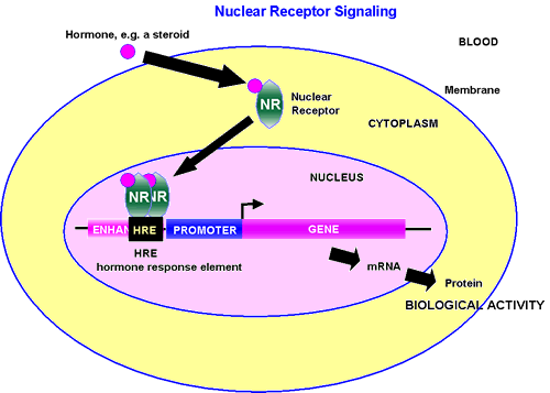 Nuclear receptor EndocrinologyTopics