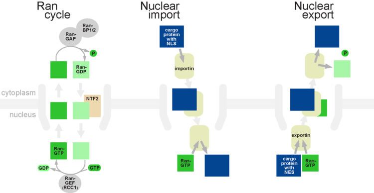 Nuclear transport