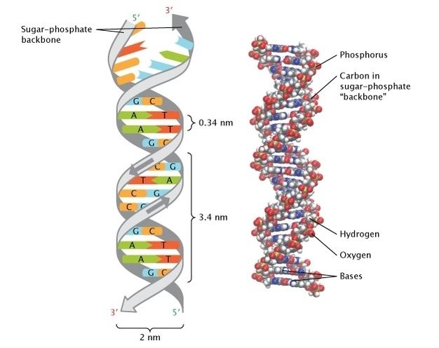 Nucleic acid double helix Discovery of DNA Double Helix Watson and Crick Learn Science at