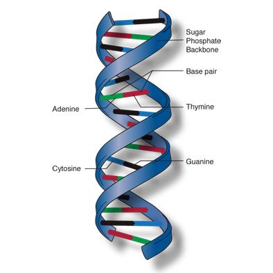 Nucleic acid double helix Structure of the Double Helix GeneEd Genetics Education Discovery