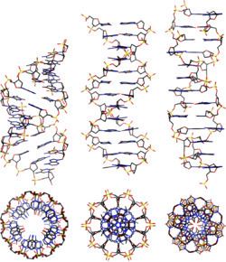 Nucleic acid double helix httpsuploadwikimediaorgwikipediacommonsthu