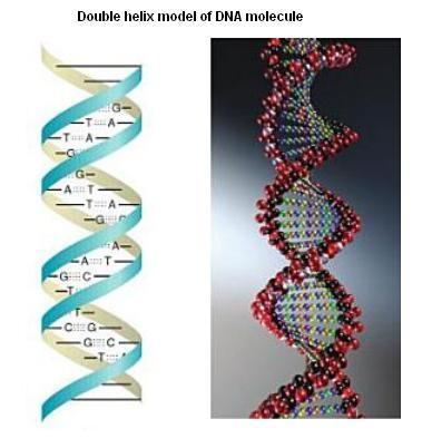 Nucleic acid double helix Dna Double Helix Worksheet ABITLIKETHIS