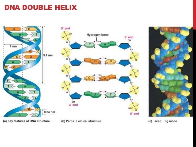 Nucleic acid double helix Dna double helix 2 class