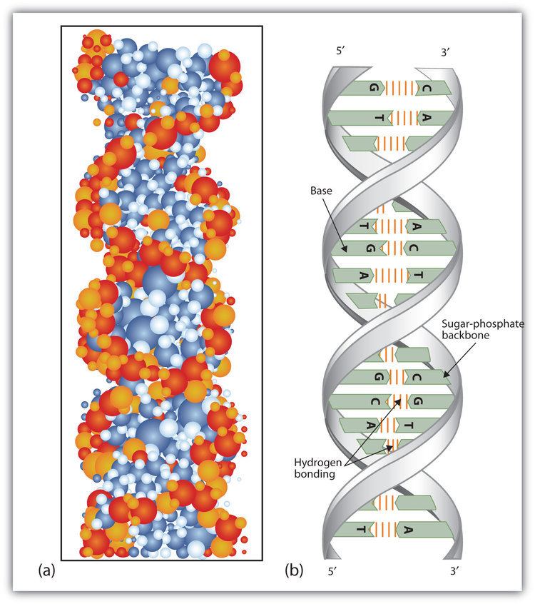 Nucleic acid double helix Nucleic Acid Structure