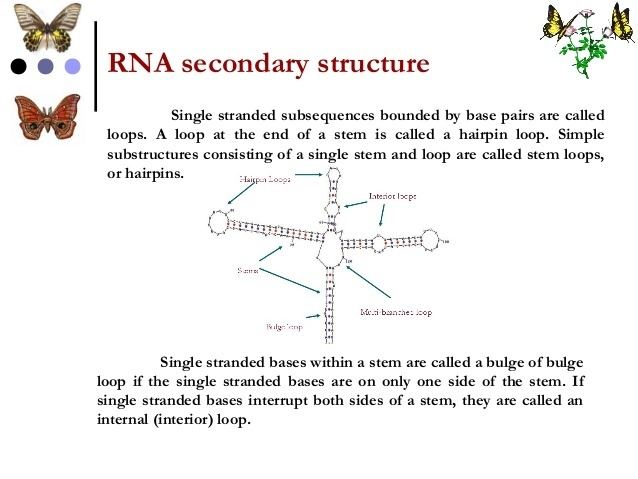 Nucleic acid secondary structure httpsimageslidesharecdncompresentation13010