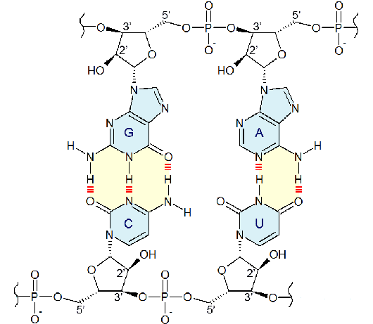 Nucleobase rosalindinfomedianucleobasepng