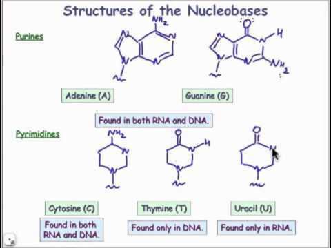 Nucleobase Structures of the Nucleobases YouTube