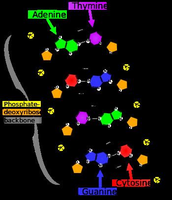 Nucleobase Nucleobase Wikipedia