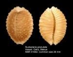 Nucleolaria granulata imagesmarinespeciesorgthumbs57798nucleolaria