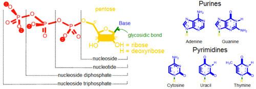 Nucleoside Nucleoside vs Nucleotide Difference and Comparison Diffen