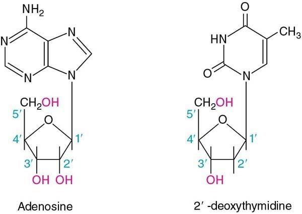 Nucleoside Nucleosides and Nucleotides