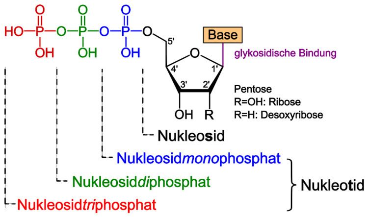 Nucleoside FileNucleotide nucleoside generalsvg Wikimedia Commons