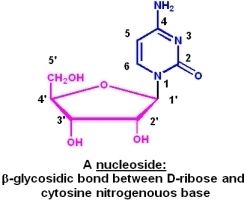 Nucleoside wwwmikeblaberorgoldwineBCH4053Lecture18nucle