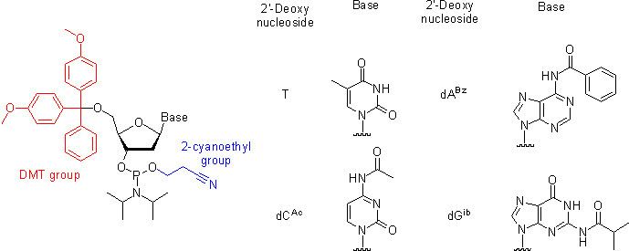 Nucleoside phosphoramidite