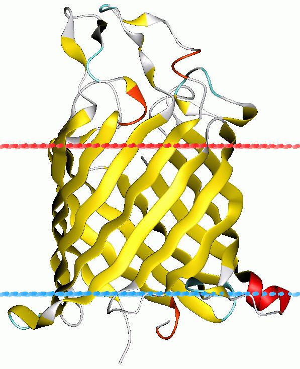 Nucleoside-specific porin