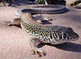 Nucras livida Karoo sandveld lizard