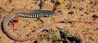 Nucras tessellata Western sandveld lizard