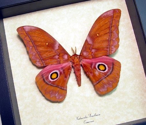 Nudaurelia Nudaurelia Amathusia Pink Yellow Eyes Silk Moth Cameroon Real