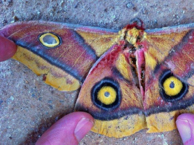 Nudaurelia Nudaurelia macrops African Moths