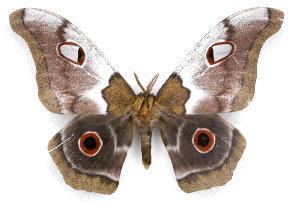 Nudaurelia BOLD Systems Taxonomy Browser Nudaurelia macrothyris species