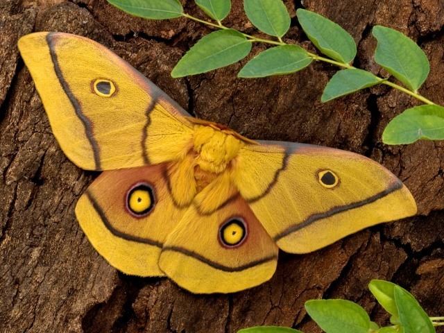 Nudaurelia wwwafricanmothscomimagessaturniidaeSATURNIIDA