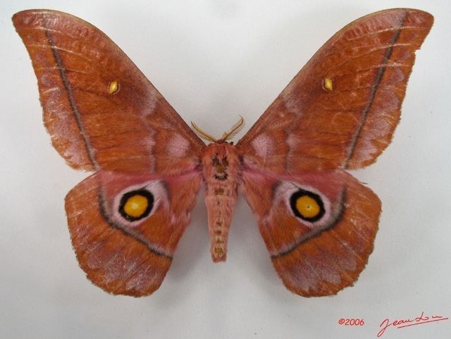 Nudaurelia Nudaurelia anthinoides African Moths