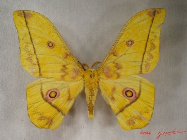 Nudaurelia Nudaurelia dione African Moths