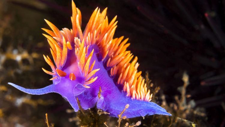 Nudibranch Nudibranch