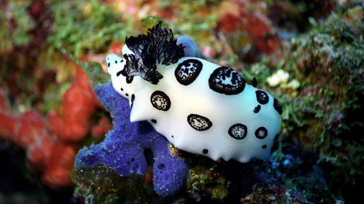 Nudibranch Nudibranch