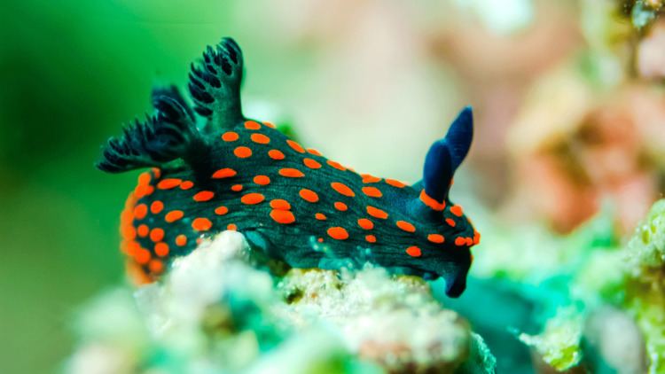 Nudibranch Nudibranch