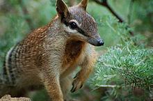 Numbat Numbat Wikipedia