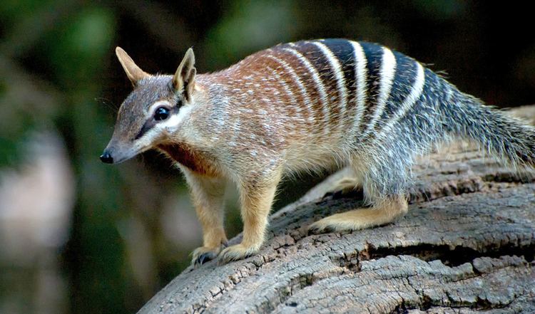 Numbat numbat Australian Geographic