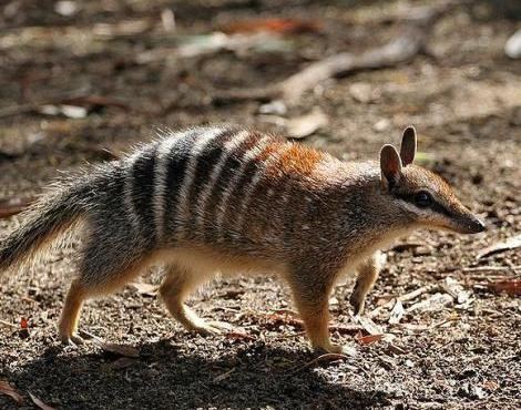 Numbat Numbat Myrmecobius Fasciatus Animals AZ Animals