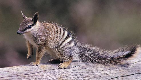 Numbat Animal Info Numbat