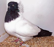 Nun pigeon httpsuploadwikimediaorgwikipediacommonsthu